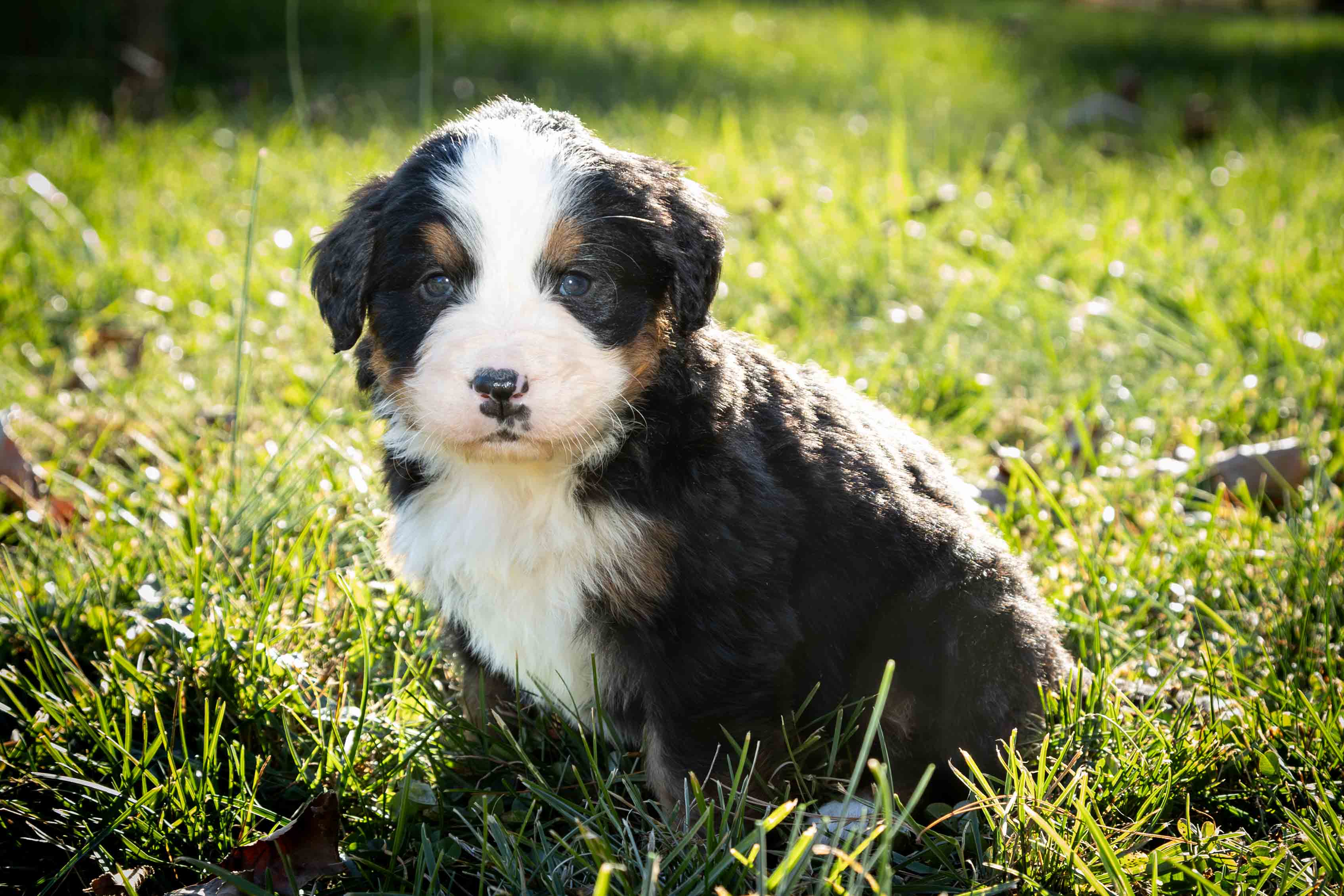 puppy, for, sale, Bernese Mountain Dog, Emanuel  Glick, dog, breeder, Bird-In-Hand, PA, dog-breeder, puppy-for-sale, forsale, nearby, find, puppyfind, locator, puppylocator, aca